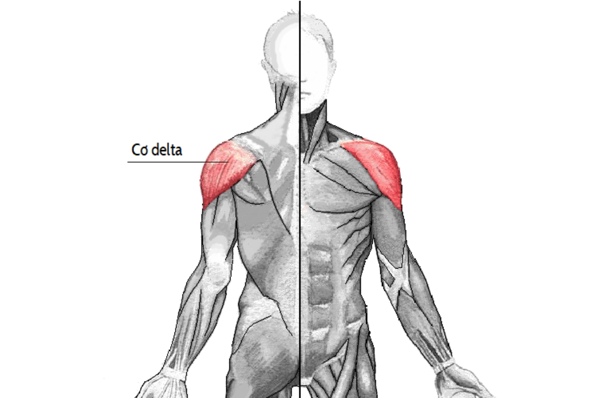 Cơ Delta là gì