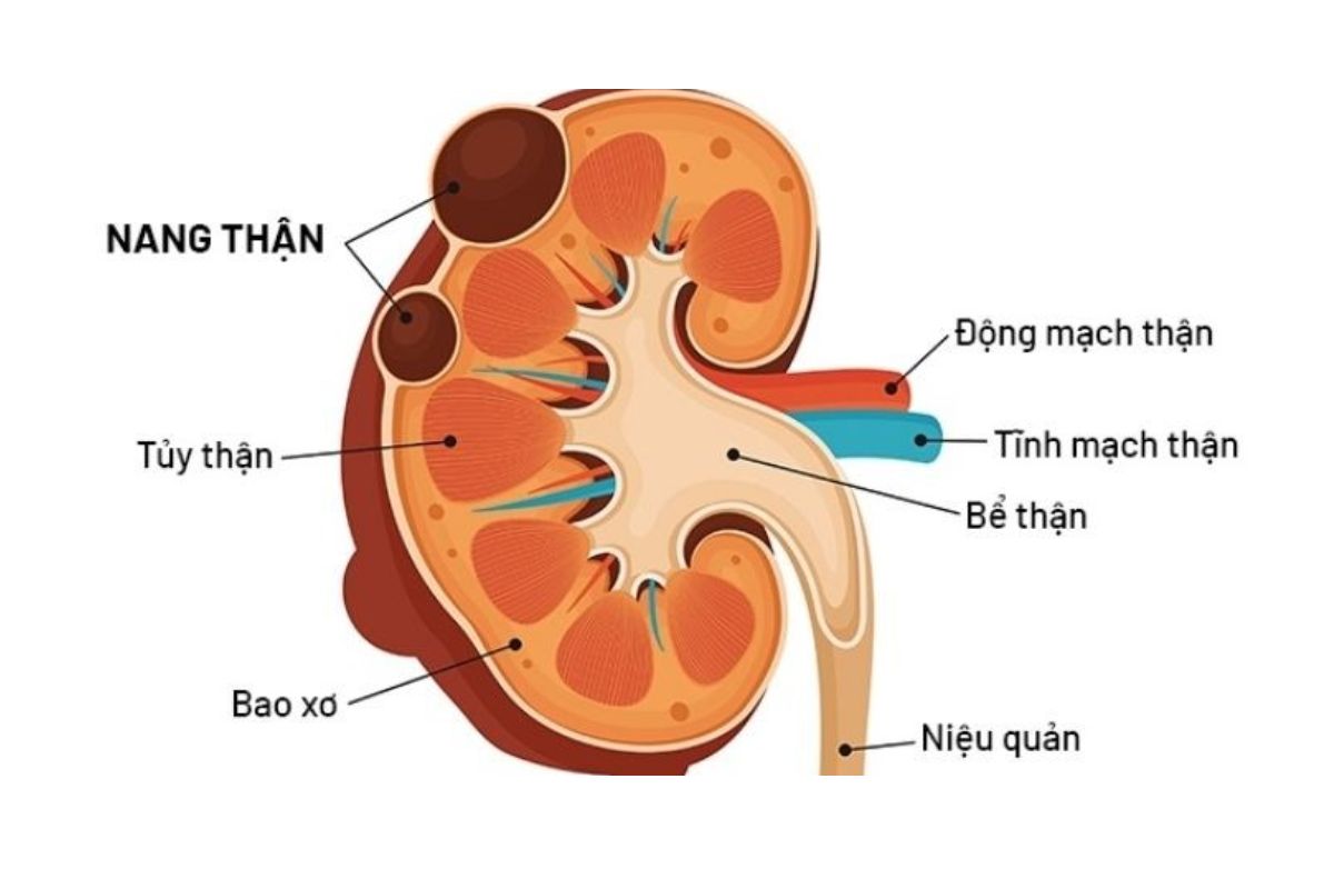 cấu tạo về thận