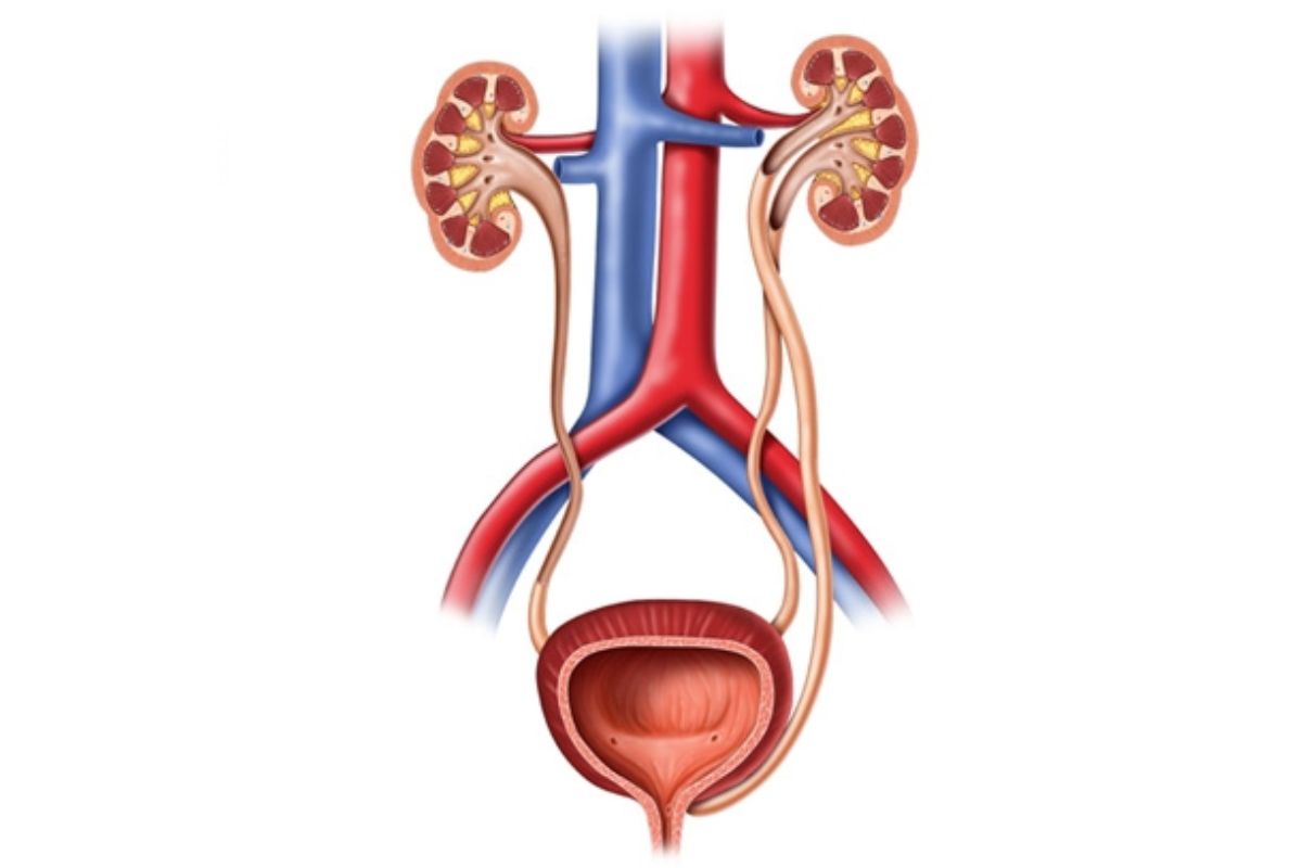 chức năng của đường tiết niệu
